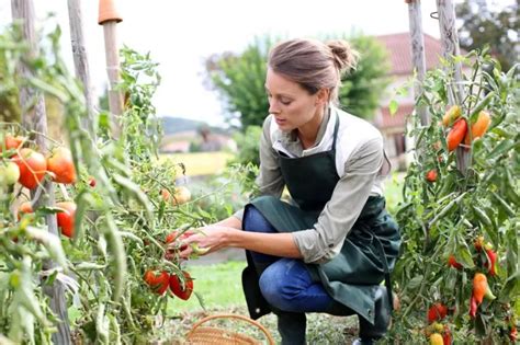 Meilleur Engrais Pour Faire Pousser Plus Vite Les Tomates Et Si On