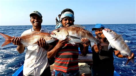 Catching Plenty Of Rosy Snapper Fish In The Deep Sea YouTube