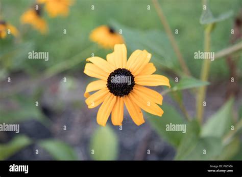 Shallow Depth of Field Field of Flowers Stock Photo - Alamy