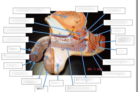 Male Reproductive Diagram Quizlet