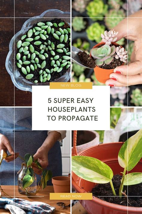 The 10 Easiest Houseplants To Propagate Artofit