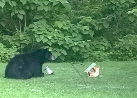 Dead Black Bear Found Elkhart County Bristol Indiana Dnr Michigan Wild