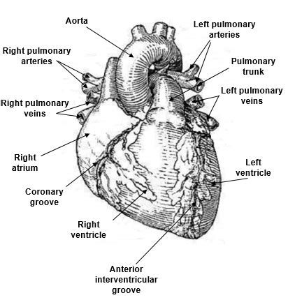 Lecture The Cardiovascular System Flashcards Quizlet