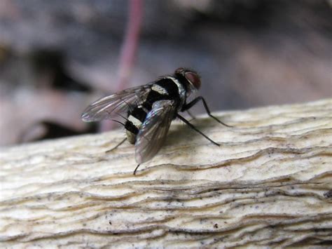 Leaf Roller Fly Australian Leaf Roller Tachinid Probably T Flickr