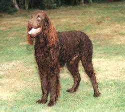 American Water Spaniel · Hunting Dogs - Dogs Breeds