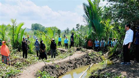 Jokowi Targetkan Rehabilitasi Hektare Lahan Mangrove Selama