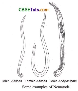 Phylum Nematoda: Characteristics & Examples - CBSE Tuts