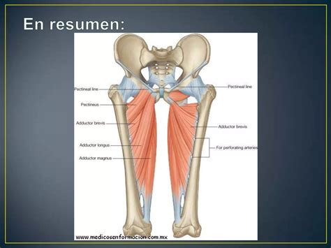 Compartimiento Anterior Y Medial Del Muslo Ppt