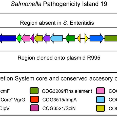 Schematic Representation Of The Capture Of SPI 19 From S Gallinarum