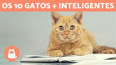 AS RAÇAS DE GATOS MAIS INTELIGENTES do mundo YouTube