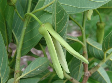 Caribfruits Atemoya Fruits Tropicaux