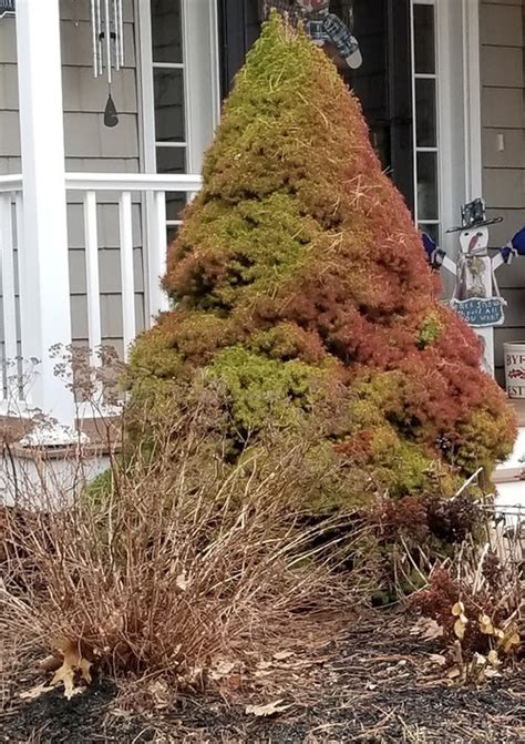 Dwarf Alberta Spruce Spider Mites