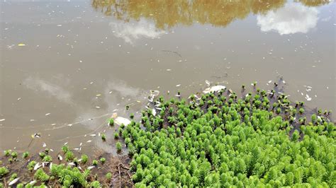 Centenas De Peixes Aparecem Mortos Em Lago Do Parque Tingui