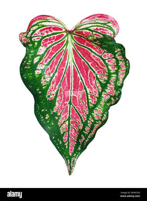 Caladium Bicolor Pink Green Leaf White Background Isolated Close Up