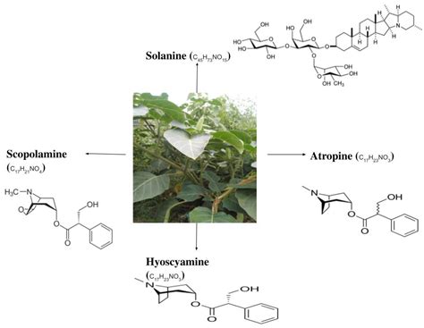 How To Make Datura Flower Essence | Best Flower Site