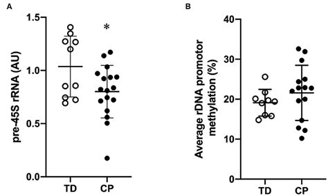 Frontiers Epigenetic Marks At The Ribosomal DNA Promoter In Skeletal