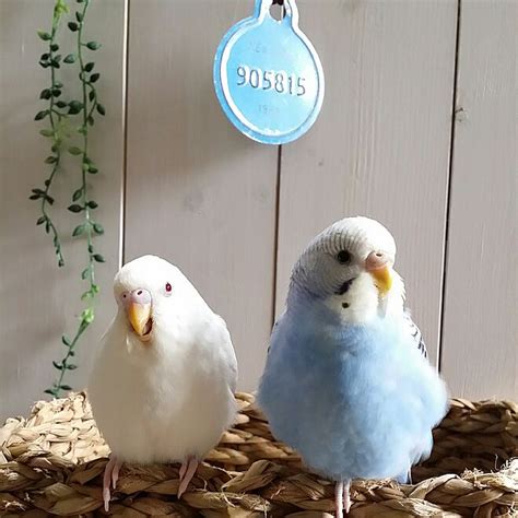 玄関入り口鳥好き ︎賃貸でも楽しく♪インコと暮らす家自己満足￣￣ゞなどのインテリア実例 2017 02 22 14