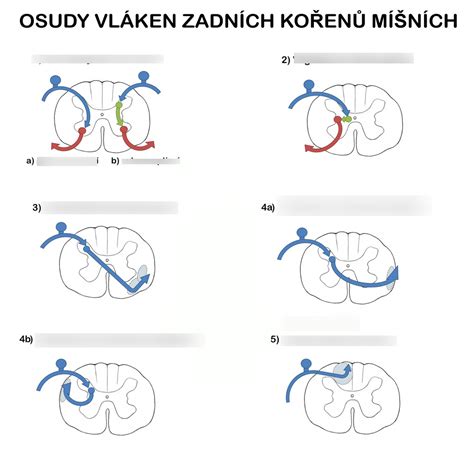 Neuroanatomie Diagram Quizlet