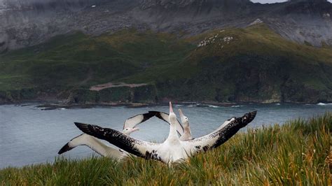 Bbc World Service Science In Action Bird Flu Reaches Antarctic Region