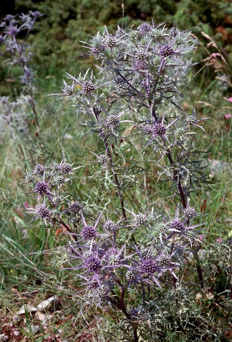 Flower Gallery :: Apiaceae :: 441_07