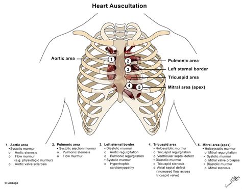 Heart Valve Auscultation Diagram Cardiac Auscultation Valves