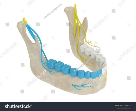 D Render Mandibular Arch Gow Gates Nerve Stock Illustration