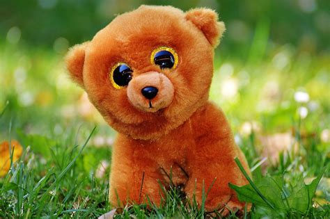 Teddy Bear Glitter Eyes Stuffed Free Photo On Pixabay Pixabay