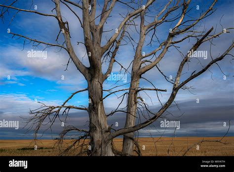 Wheat Field Prairies Alberta Hi Res Stock Photography And Images Alamy