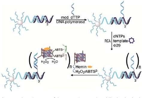 Figure From Sequence Selective Naked Eye Detection Of Dna Harnessing