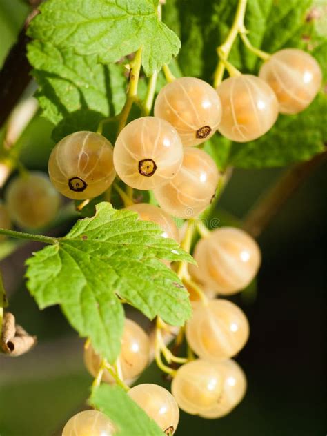 Bunch Of White Currant Growing At Bush Branch Stock Image Image Of