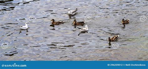 Waterfowl Wild Birds Ducks And Seagulls Swim In The Pond Stock Photo