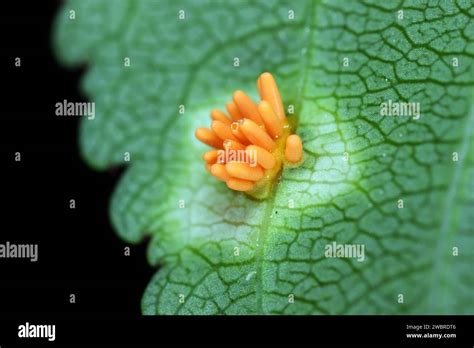 Crown Rust Of Grasses Fungi Puccinia Series Coronata Infect Leaf Of