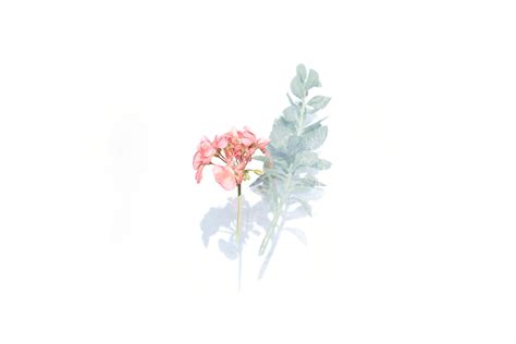 Minimalist Floral Desktop Wallpaper