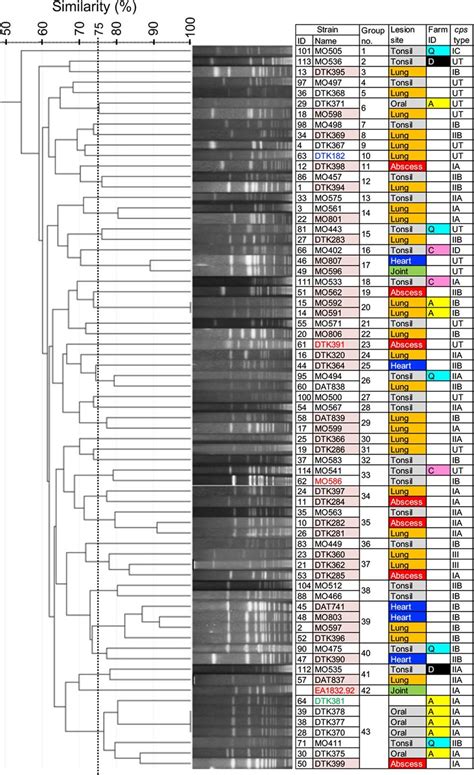 Smai Digested Pfge Patterns Of S Ruminantium The Left Panel Presents