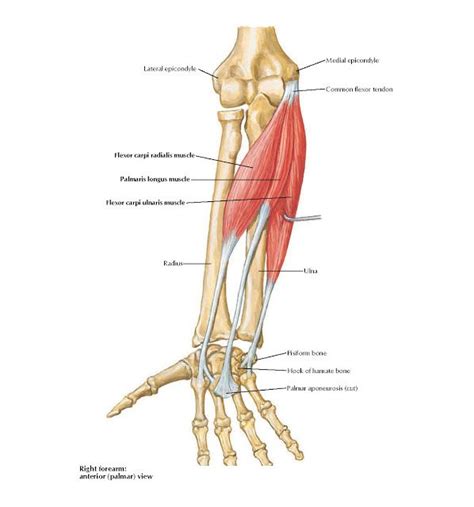 Forearm Tendons Anatomy Anatomy Book