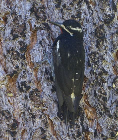 Williamsons Sapsucker San Diego Bird Spot