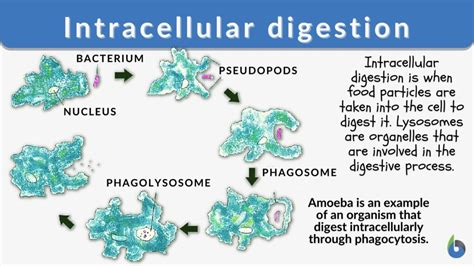 Intracellular digestion - Definition and Examples - Biology Online Dictionary