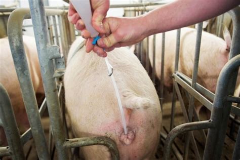 Inseminación Artificial en cerdos ventajas desventajas y técnicas de