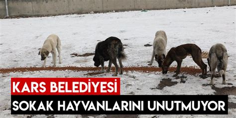 Kars Belediyesi Sokak Hayvanlar N Unutmuyor