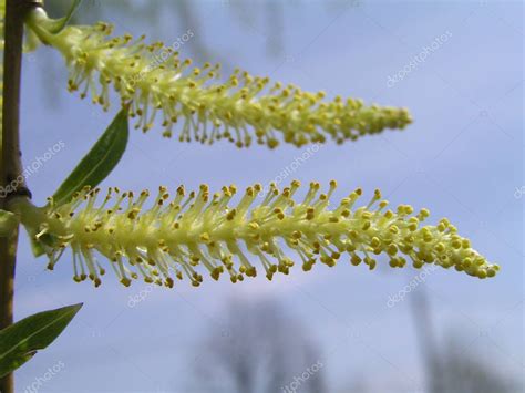 Flores Masculinas De Salix Babylonica Sauce De Babilonia O Sauce