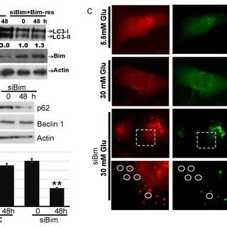 High Glucose Hg Induced Apoptosis In Hk Cells Hk Cells Were