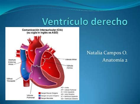 Ventrículo Derecho