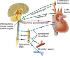 Cardio A P Pt Flashcards Quizlet