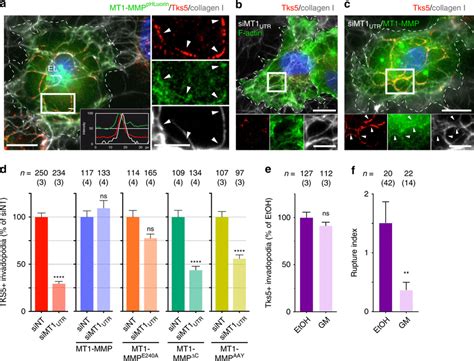 Mt Mmp Is Required For Invadopodia Assembly Independently Of Its