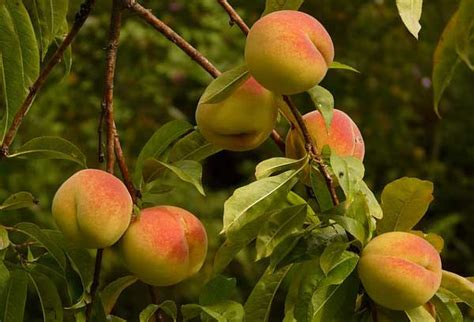 Choosing The Right Self Pollinating Apple Tree Varieties For Your