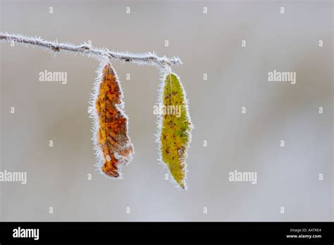 Frostbitten plants hi-res stock photography and images - Alamy