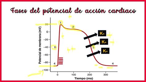 Diagrama De Potencial De Acción Miocárdico