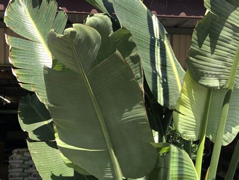 Giant Bird of Paradise | Elgin Nursery & Tree Farm: Phoenix, AZ