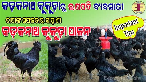 Kadaknath Chicken Farming In Odisha