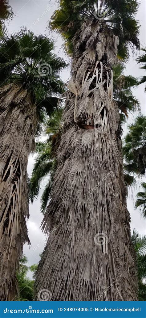 Majestic Palm Towers Stock Image Image Of Leaf Garden 248074005